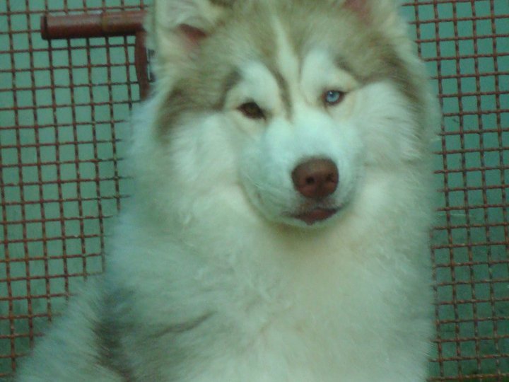 <<<<<< อัพเดท ลูกไซบีเรียน ฮัสกี้ สายเลือดเยี่ยม ทั้งสายพ่อและสายแม่ จากคอก Crazy Siberian >>>>>> รูปที่ 1