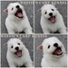 รูปย่อ ขายเวสตี้ หรือ West Highland White Terrier ลูก TH. CH ใบเพดเต็มๆใบ&gt;_&lt; รูปที่4