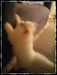 รูปย่อ ลูกแมวเปอร์เซียสุขภาพดี สีขาว น่ารัก รูปที่5