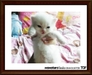 รูปย่อ ขายลูกแมวเปอร์เซียอายุ 1 เดือน สี ขาว, หิมาลายัน, คาลิโก, ดำ หน้าตุ๊กตา รูปที่3