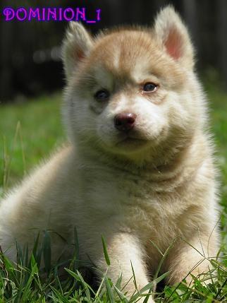 เ ปิ ด ข า ย ลู ก สุ นั ข ไ ซ บี เ รี ย น น่ า รั ก ๆ จ า ก ค อ ก HuskyDominion Kennel ครับ รูปที่ 1