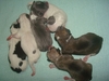 รูปย่อ ลูกสุนัขชิวาวา เพศ ผู้-เมีย สีแฟนซี อายุ 20 วัน ราคาถูก รูปที่2
