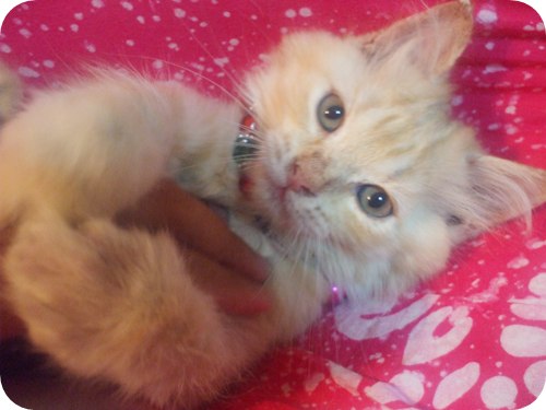 ***... พร้อมย้ายบ้าน Scottish Fold ...*** รูปที่ 6