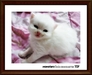 รูปย่อ ขายลูกแมวเปอร์เซียอายุ 1 เดือน สี ขาว, หิมาลายัน, คาลิโก, ดำ หน้าตุ๊กตา รูปที่4