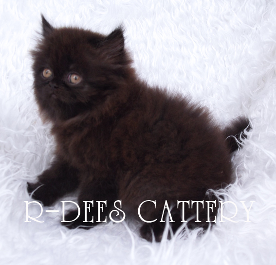 ขายลูกแมวเปอร์เซีย สีดำ เพศเมีย อายุ 1 เดือนครึ่ง รูปที่ 1