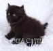 รูปย่อ ขายลูกแมวเปอร์เซีย สีดำ เพศเมีย อายุ 1 เดือนครึ่ง รูปที่1