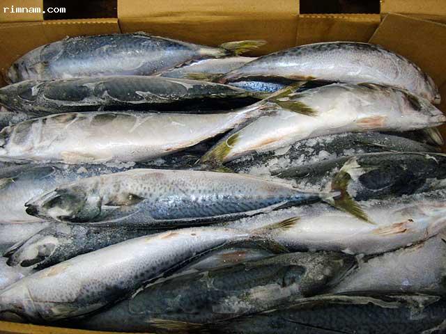 ปลาซาบะญี่ปุ่นขายส่งราคาถูก รูปที่ 1