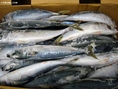 ปลาซาบะญี่ปุ่นขายส่งราคาถูก