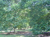 รูปย่อ ขาย สวนผลไม้3-7ไร่ ติดแม่น้ำหลังสวน อ.หลังสวน จ.ชุมพร (หรือแลกที่ดิน,คอนโด ใน กทม.) รูปที่5