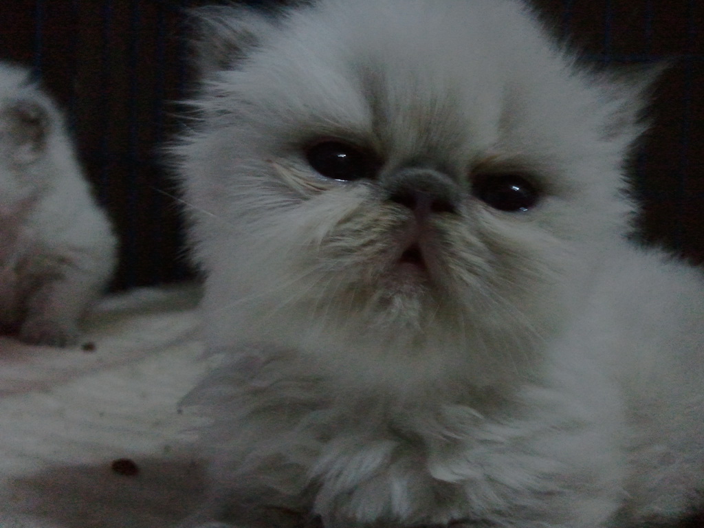 <<<<<ขายแมวเปอร์เซีย หิมาลายัน บลูพ้อย ทั้ง ช/ญ>>>>> รูปที่ 4