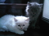 รูปย่อ ขายด่วนน ลูกแมวเปอร์เซียแท้ 3ตัว สีขาว สีเทาขนนุ่มแน่นปุกปุย ตาสองสี,ตาสีฟ้า รูปที่2