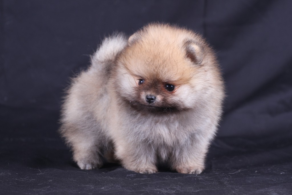 Fluke's Pomeranian ฟาร์มสุนัขปอมเมอเรเนียนคุณภาพระดับประกวด รูปที่ 1