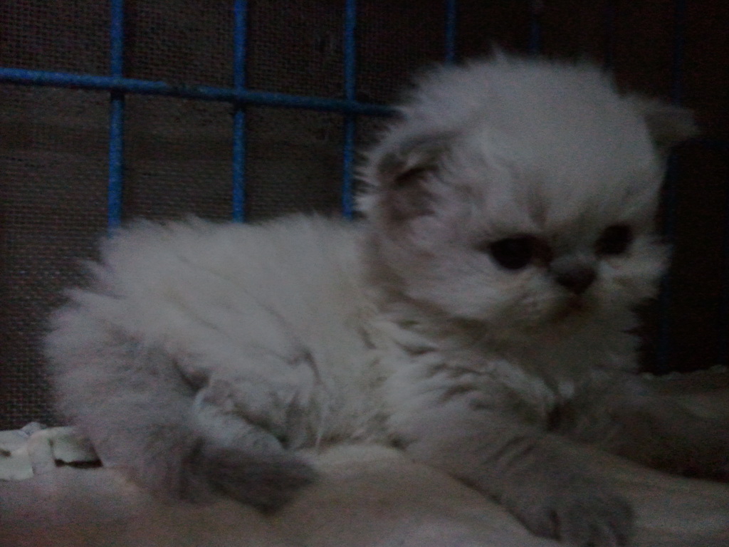 <<<<<ขายแมวเปอร์เซีย หิมาลายัน บลูพ้อย ทั้ง ช/ญ>>>>> รูปที่ 3
