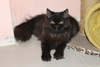 รูปย่อ ขายแมวเปอร์เซีย เพศผู้ ชื่อไมเคิล สี Black smoke อายุประมาณ 7 เดือน รูปที่4