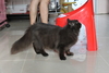 รูปย่อ ขายแมวเปอร์เซีย เพศผู้ ชื่อไมเคิล สี Black smoke อายุประมาณ 7 เดือน รูปที่2