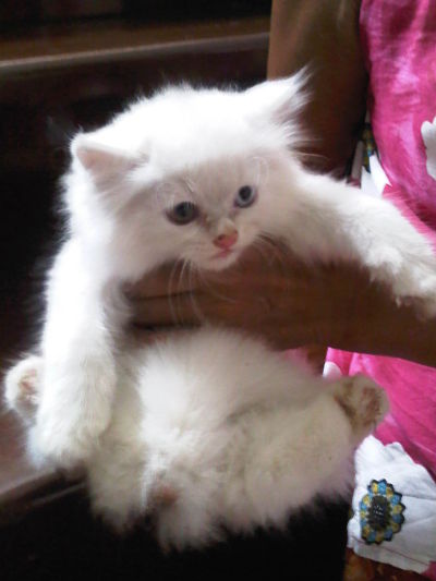 ขายด่วนน ลูกแมวเปอร์เซียแท้ 3ตัว สีขาว สีเทาขนนุ่มแน่นปุกปุย ตาสองสี,ตาสีฟ้า รูปที่ 1