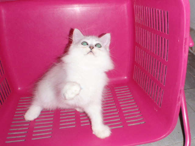 ลูกแมวเปอร์เซียชินชิล่าซิลเวอร์ เพศผู้ มี pedigree TCC มาร์คกิ้งครบ ซิลเวอร์แท้ไม่ดำมอมแมม ตาเขียวมากครับ รูปที่ 1