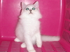 รูปย่อ ลูกแมวเปอร์เซียชินชิล่าซิลเวอร์ เพศผู้ มี pedigree TCC มาร์คกิ้งครบ ซิลเวอร์แท้ไม่ดำมอมแมม ตาเขียวมากครับ รูปที่5