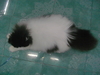 รูปย่อ ขายแมวเปอร์เซียสาว สี van ขาวดำ หน้าหวาน เหมาะทำเป็นแม่พันธ์ รูปที่4