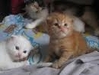 รูปย่อ ประกาศขายน้องแมวเปอร์เซียสีขาว และสีครีมส้ม หน้าตุ๊กตา ตาฟ้า รูปที่1