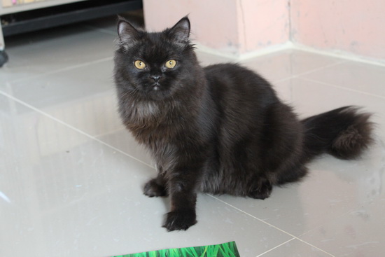 ขายแมวเปอร์เซีย เพศผู้ ชื่อไมเคิล สี Black smoke อายุประมาณ 7 เดือน รูปที่ 1