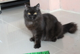 ขายแมวเปอร์เซีย เพศผู้ ชื่อไมเคิล สี Black smoke อายุประมาณ 7 เดือน
