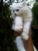 รูปย่อ ขายด่วนน ลูกแมวเปอร์เซียแท้ 3ตัว สีขาว สีเทาขนนุ่มแน่นปุกปุย ตาสองสี,ตาสีฟ้า รูปที่5