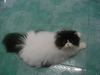 รูปย่อ ขายแมวเปอร์เซียสาว สี van ขาวดำ หน้าหวาน เหมาะทำเป็นแม่พันธ์ รูปที่3