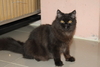 รูปย่อ ขายแมวเปอร์เซีย เพศผู้ ชื่อไมเคิล สี Black smoke อายุประมาณ 7 เดือน รูปที่3
