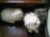 รูปย่อ ขายด่วนน ลูกแมวเปอร์เซียแท้ 3ตัว สีขาว สีเทาขนนุ่มแน่นปุกปุย ตาสองสี,ตาสีฟ้า รูปที่3