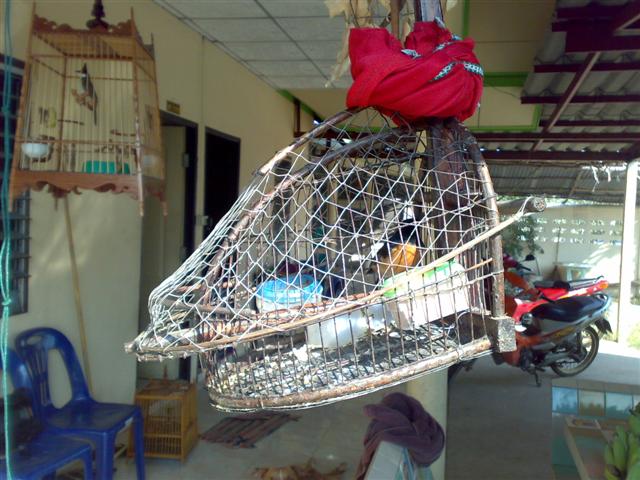 นกกางเขนดง(นกใหม่กินอาหารแล้วคับ) รูปที่ 3