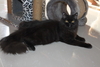 รูปย่อ ขายแมวเปอร์เซีย เพศผู้ ชื่อไมเคิล สี Black smoke อายุประมาณ 7 เดือน รูปที่5
