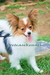 รูปย่อ ปาปิยองคอกใหม่มาแล้ว NEW PAPILLON PUPPIES (www.vetcareshelties.com) รูปที่4