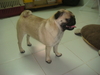 รูปย่อ มาแล้วน้องหมาปั๊ก4ตัว รูปที่2