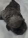รูปย่อ มาแล้วน้องหมาปั๊ก4ตัว รูปที่3