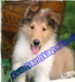 รูปย่อ ฟาร์มหมาไดนาสตี้คิงคอลลี่Dynasty King Collies เพาะพันธ์และขายลูกสุนัขพันธ์คอลลี่เเท้ลูกไทย/อเมริกันแชมป์คุณภาพ Rough Collie puppies for sale (ลาสซี่, เเลสซี่ Lassie), http://www.dynastykingcollies.com , 081 833 3883 รูปที่5