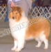 รูปย่อ ฟาร์มหมาไดนาสตี้คิงคอลลี่Dynasty King Collies เพาะพันธ์และขายลูกสุนัขพันธ์คอลลี่เเท้ลูกไทย/อเมริกันแชมป์คุณภาพ Rough Collie puppies for sale (ลาสซี่, เเลสซี่ Lassie), http://www.dynastykingcollies.com , 081 833 3883 รูปที่4