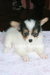 รูปย่อ ปาปิยองคอกใหม่มาแล้ว NEW PAPILLON PUPPIES (www.vetcareshelties.com) รูปที่2