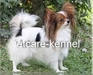 รูปย่อ ปาปิยองคอกใหม่มาแล้ว NEW PAPILLON PUPPIES (www.vetcareshelties.com) รูปที่5