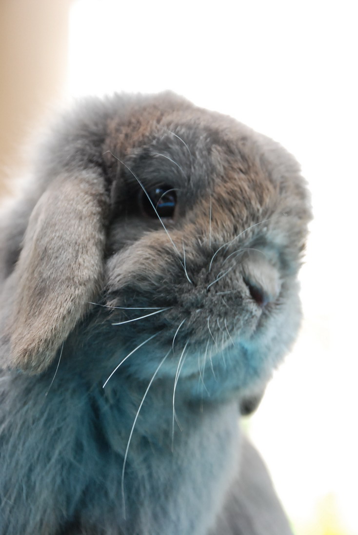 กระต่าย holland lop ราคา rabbit