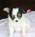 รูปย่อ ปาปิยองคอกใหม่มาแล้ว NEW PAPILLON PUPPIES (www.vetcareshelties.com) รูปที่3