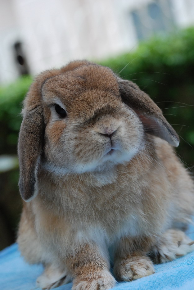 ขายลูกกระต่ายฮอนแลนด์ลอป(Holland Lop,HL) สายพันธุ์ดี เกิดจากพ่อแม่นำเข้าจากฟาร์มชั้นนำของอเมริกา พร้อมใบเพ็ดดิกรีทุกตัว อัพเดทเด็กๆ ชุดใหม่แล้วครับ รูปที่ 3