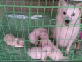 ขายลูกสุนัขสปิทญี่ปุ่น สีขาวขนฟูแน่น เพศผู้-เพศเมีย แท้ๆและหายาก ,ลูกปอมเมอเรเนียน สีขาว สีแดงและสีแฟนซี,ลูกบีเกิ้ล