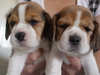 รูปย่อ Angel Beagle ฟาร์มสุนัขบีเกิ้ล รูปที่3