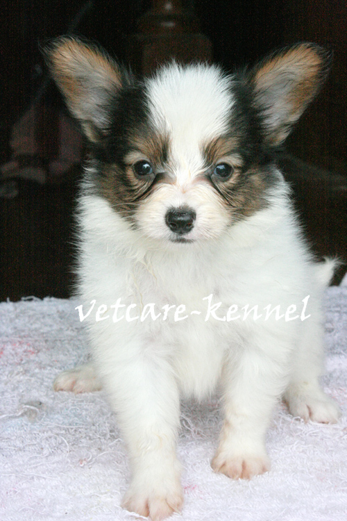 ปาปิยองคอกใหม่มาแล้ว NEW PAPILLON PUPPIES (www.vetcareshelties.com) รูปที่ 1