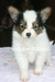 รูปย่อ ปาปิยองคอกใหม่มาแล้ว NEW PAPILLON PUPPIES (www.vetcareshelties.com) รูปที่1