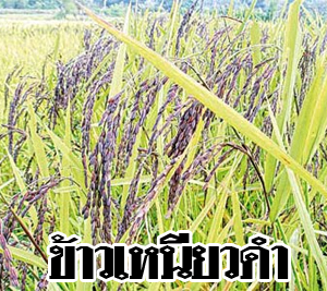 กระชายดำสด อบแห้ง ส่งออก เกาหลี ญี่ปุ่น เพชรบูรณ์ 0892066080 รูปที่ 5