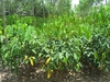 รูปย่อ จำหน่ายต้นกล้ายางพาราตาเขียวพันธุ์ RRIM 600 ในราคาต้นละ 23 บาทเท่านั้นจร้า มีเพียง 50,000 ต้นเท่านั้นขายเหมาแปลงจัดส่งฟรีทั่วประเทศค่ะ รูปที่1