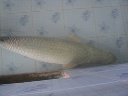 ขายปลาช่อนอเมซอน รูปที่ 4