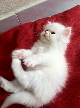 เปิดจองน้องเปอร์เซียสีขาว เพศผู้ ฟูๆ กลมๆ รูปที่ 3